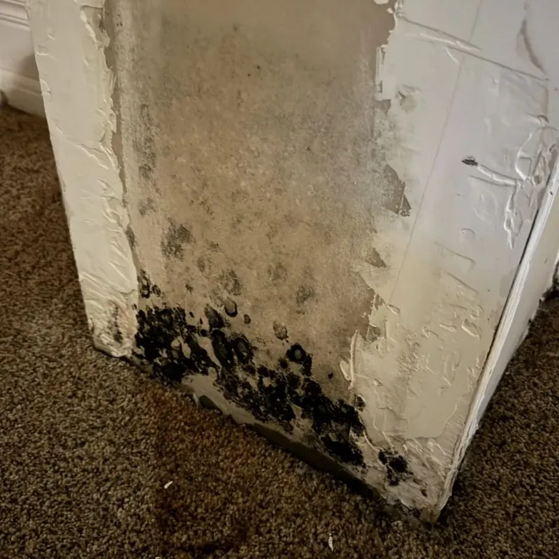 Professional Mold Removal in North Hartsville, SC